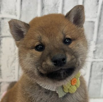 柴犬(標準サイズ)【東京都・男の子・2024年12月15日・赤】の写真「丸顔元気な４兄弟」