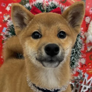 柴犬(標準サイズ)【東京都・男の子・2024年8月12日・赤】の写真「🎄🎄12月26日まで、クリスマスフェア開催中」