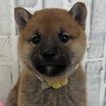 柴犬(標準サイズ)【東京都・男の子・2024年12月15日・赤】の写真「丸顔元気な４兄弟」