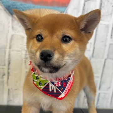 柴犬(標準サイズ)【東京都・女の子・2024年10月20日・赤】の写真「おっとり目の姉妹です」