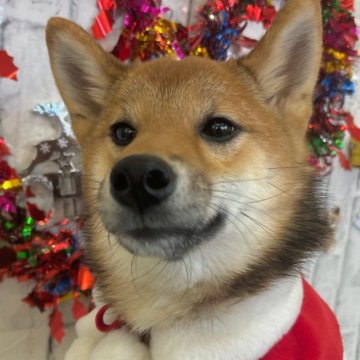 柴犬(標準サイズ)【東京都・男の子・2024年6月15日・赤】の写真「🎄🎄12月26日まで、クリスマスフェア開催中」