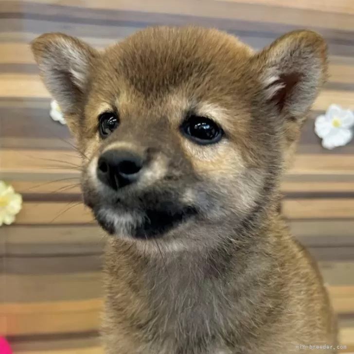 柴犬(標準サイズ)【東京都・男の子・2024年3月13日・赤】の写真1