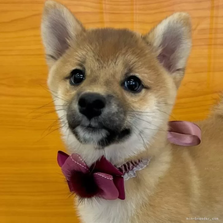 柴犬(標準サイズ)【東京都・女の子・2024年3月13日・赤】の写真1「まだ2400g程度の小柄な女の子です」