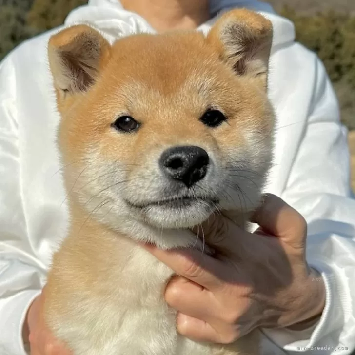 柴犬(標準サイズ)【東京都・男の子・2023年9月15日・赤】の写真1「12/29撮影」