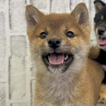 柴犬(標準サイズ)【東京都・男の子・2023年11月21日・黒】の写真「2回目のワクチン接種済！ワクチン代も含んだ価格です」