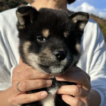 柴犬(標準サイズ)【東京都・男の子・2023年10月6日・黒】の写真「接種済のワクチン費用を含んだ金額です」