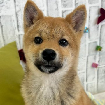 柴犬(標準サイズ)【東京都・男の子・2023年8月13日・赤】の写真「1回目のワクチン接種済です」