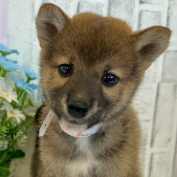 柴犬(標準サイズ)【東京都・男の子・2024年3月13日・赤】の写真「1回目の混合ワクチン接種済です」