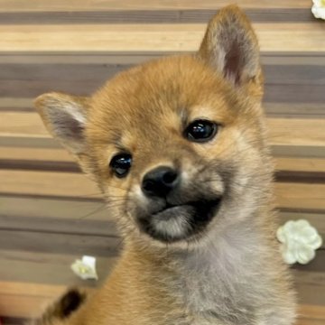 柴犬(標準サイズ)【東京都・女の子・2024年3月13日・赤】の写真「1回目の混合ワクチン接種済です」