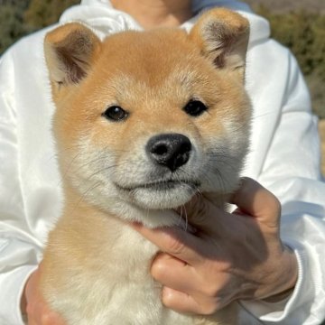 柴犬(標準サイズ)【東京都・男の子・2023年9月15日・赤】の写真「2回目のワクチン接種済！ワクチン代も含んだ価格です」