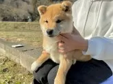 柴犬(標準サイズ)【東京都・男の子・2023年9月15日・赤】の写真3「12/29撮影」