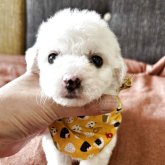 ビションフリーゼ