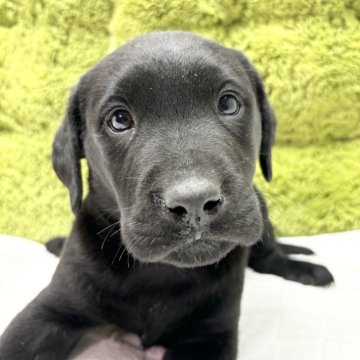 ラブラドールレトリバー【愛知県・女の子・2025年1月14日・ブラック】の写真「元気な女の子🐶」