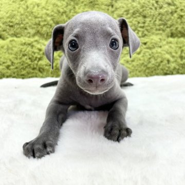 イタリアングレーハウンド【愛知県・男の子・2024年7月16日・ブルー】の写真「王道カラー男の子🐶」