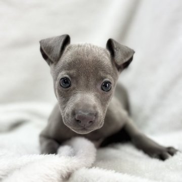 イタリアングレーハウンド【愛知県・女の子・2023年12月19日・ブルー&ホワイト】の写真「人が大好きな女の子🐶✨」