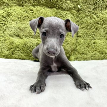 イタリアングレーハウンド【愛知県・男の子・2024年7月16日・ブルー】の写真「王道カラー男の子🐶✨」