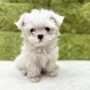 マルチーズ【愛知県・女の子・2024年6月12日・ホワイト】の写真「小ぶりな女の子🐶」