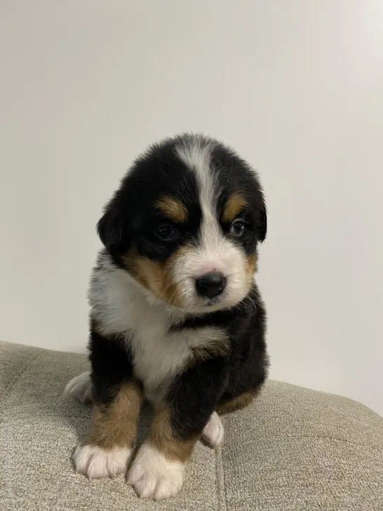 ID：2108-04259の子犬