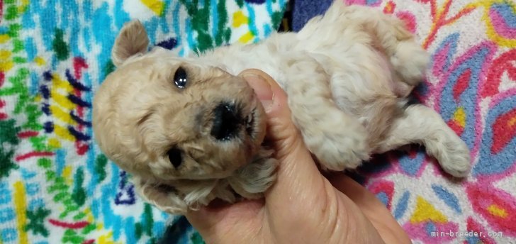 犬アレルギーの原因と対策 アレルギーを起こしにくい犬種は みんなのブリーダー