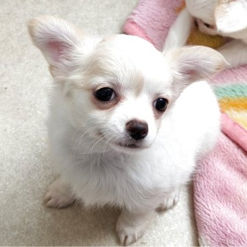 チワワ(ロング)【茨城県・女の子・2025年3月3日・ホワイト&クリーム】の写真「配色がかわいい子」