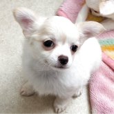 チワワ(ロング)