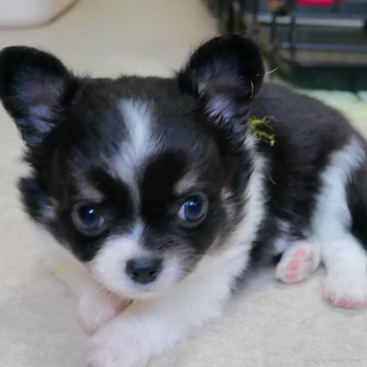 みかん 様のお迎えした子犬