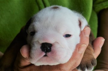 ブルドッグ【茨城県・男の子・2019年3月30日・レッド&ホワイト】の写真「むっちりです」