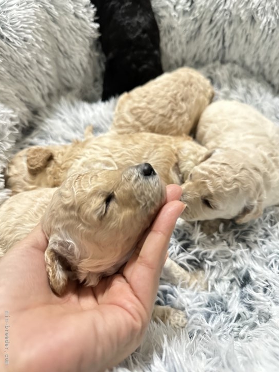 古俣恭太ブリーダーのブログ：可愛い目が、、♡