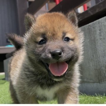柴犬(豆柴)【千葉県・男の子・2025年3月6日・赤】の写真「人懐っこい小さな男の子🐶🐾」