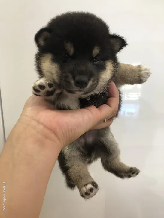 リク 様のお迎えした子犬