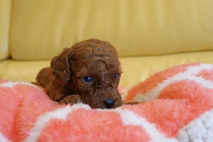 ととと 様のお迎えした子犬