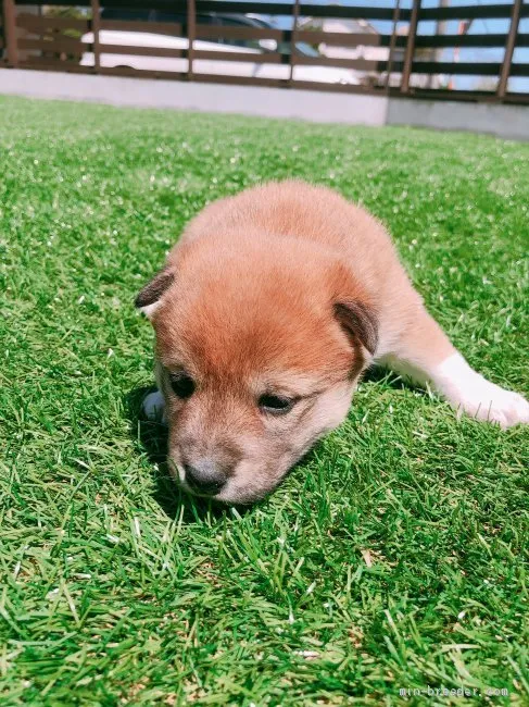 れら 様のお迎えした子犬