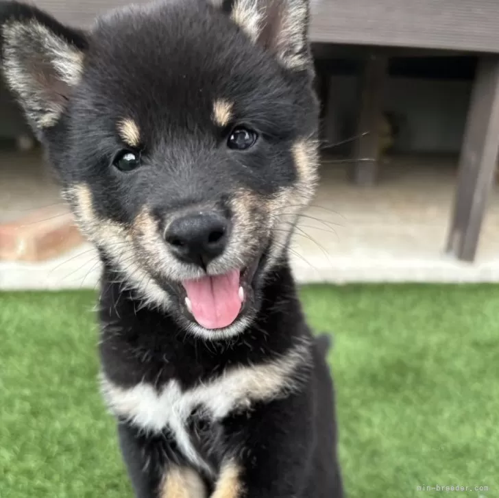 大吉 様のお迎えした子犬