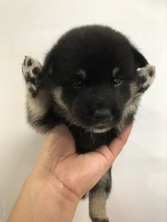 りき 様のお迎えした子犬