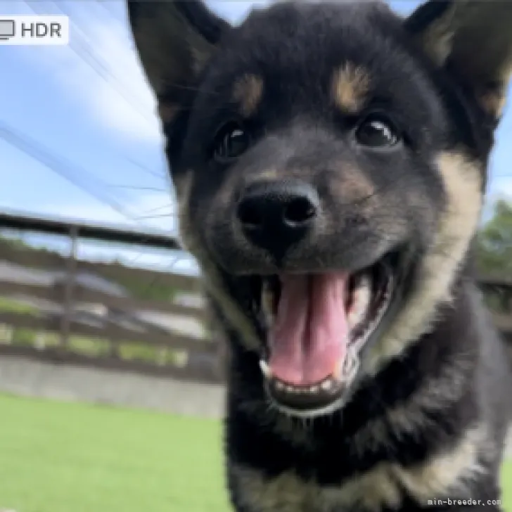 ぽむ 様のお迎えした子犬