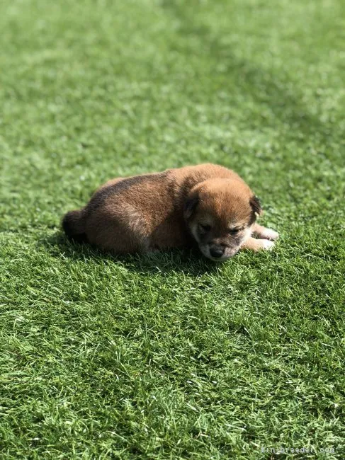 かほ 様のお迎えした子犬