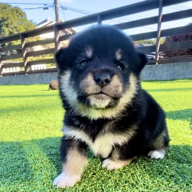 Kao 様のお迎えした子犬