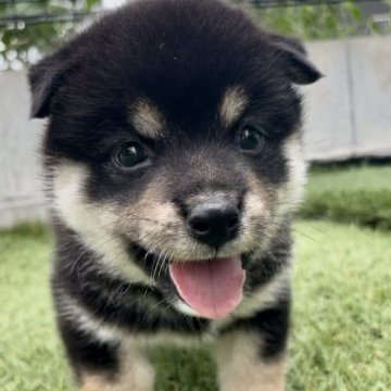 柴犬(豆柴)【千葉県・女の子・2024年7月12日・黒】の写真「配色ばっちり綺麗なカラーの女の子🐶!!」