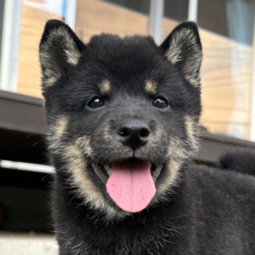 柴犬(標準サイズ)【千葉県・男の子・2024年8月30日・黒】の写真「まるまる可愛い男の子🐶お父さんは豆柴認定犬🐾」