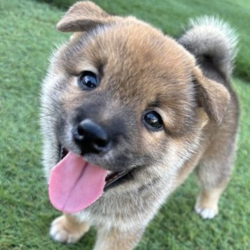 柴犬(豆柴)【千葉県・男の子・2024年7月12日・赤】の写真「笑顔が可愛い男の子🐶♪」