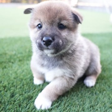 柴犬(標準サイズ)【千葉県・男の子・2024年2月2日・赤】の写真「⚠️訳あり⚠️のんびりマイペースな男の子🐶🐾」