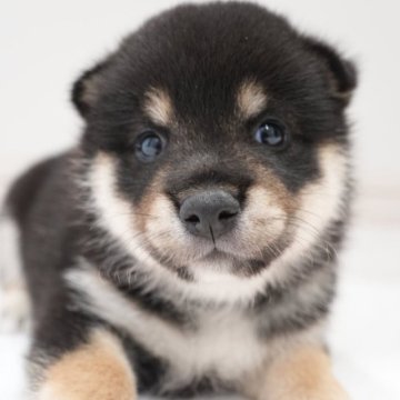 柴犬(標準サイズ)【千葉県・男の子・2024年8月30日・黒】の写真「まんまるたぬき顔な男の子🐶お父さんは豆柴認定🐾」