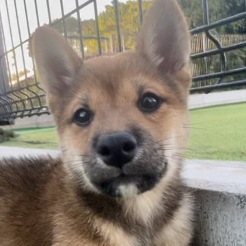 柴犬(豆柴)【千葉県・男の子・2024年7月27日・赤】の写真「小柄な男の子らしい顔立ちがチャームポイント🐶!!」