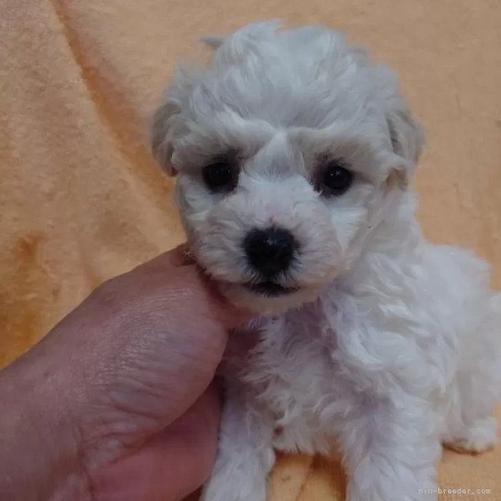 味噌田楽 様のお迎えした子犬