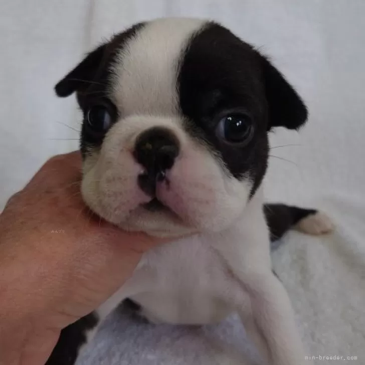 ヨシヤ 様のお迎えした子犬