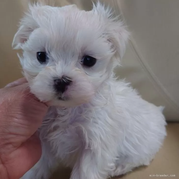 ぼるまる 様のお迎えした子犬