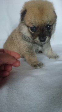 父親:チワワ    母親:柴犬【東京都・男の子・2016年1月28日・赤】の写真「豆柴のように小振りです」