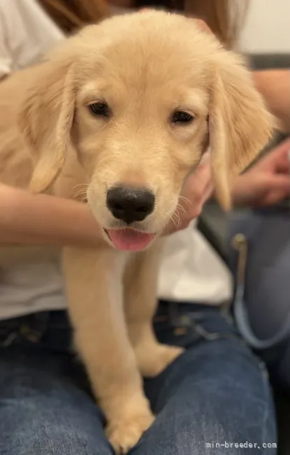 ムロ 様のお迎えした子犬