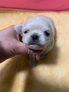 チワワ(ロング)【徳島県・男の子・2019年3月11日・クリーム】の写真「お顔自信あり！ 大福餅みたいな丸顔くん」