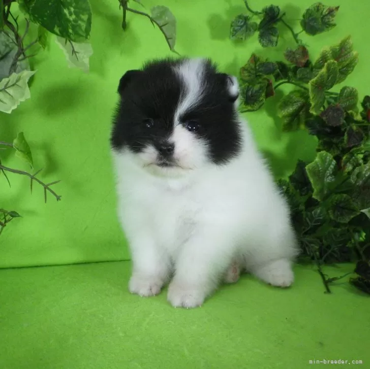 狂犬ター 様のお迎えした子犬